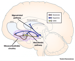 Modafinil & Nootropics